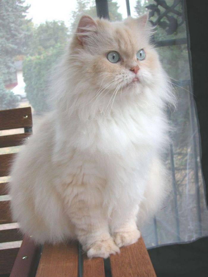 Пропала персидская кошка