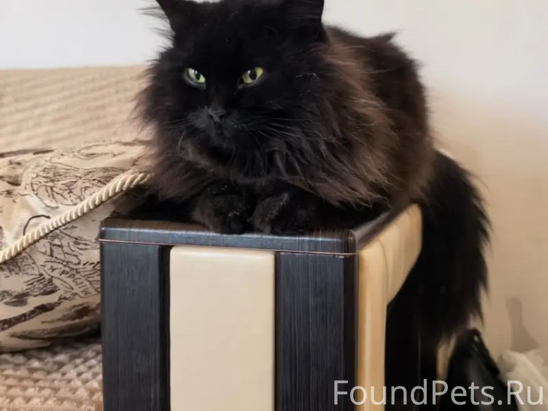 Пропала кошка Мия, С. Бабяково