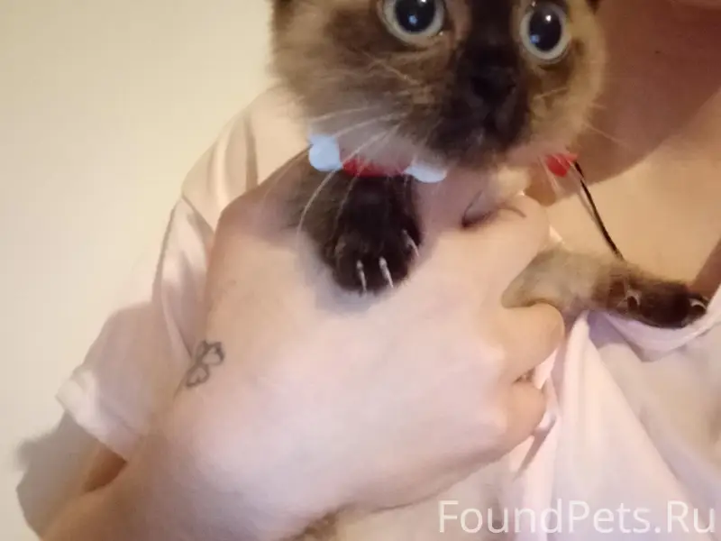 Найден сиамский котёнок, девочка