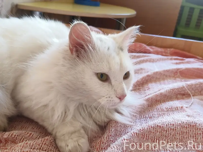 Найден кот, Мурманка