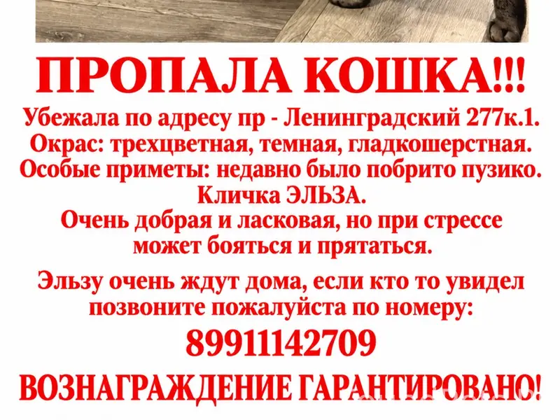 Пропала трехцветная кошка Эльза, пр-т Ленинградский