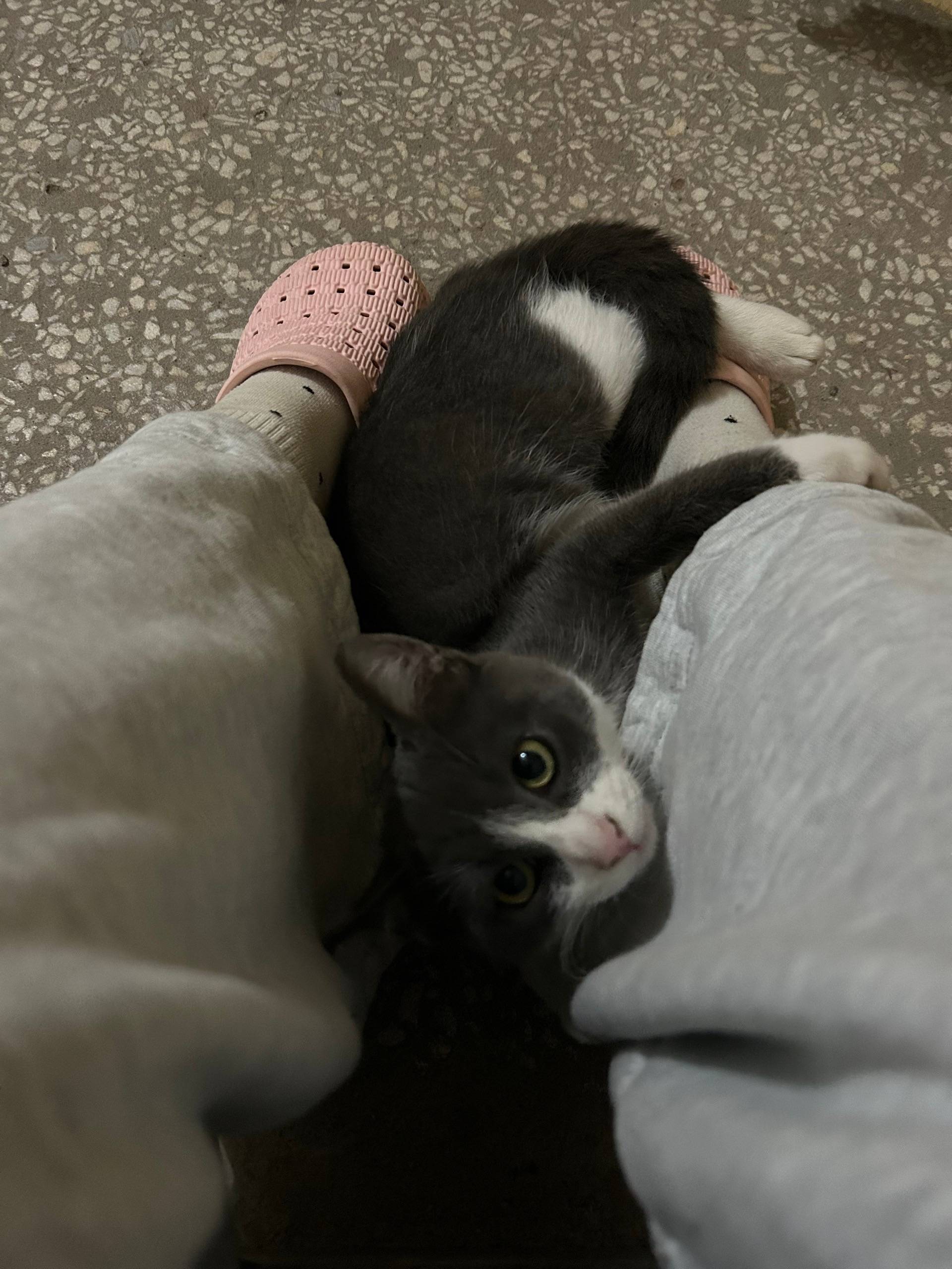 Найден котёнок, [место не указано]