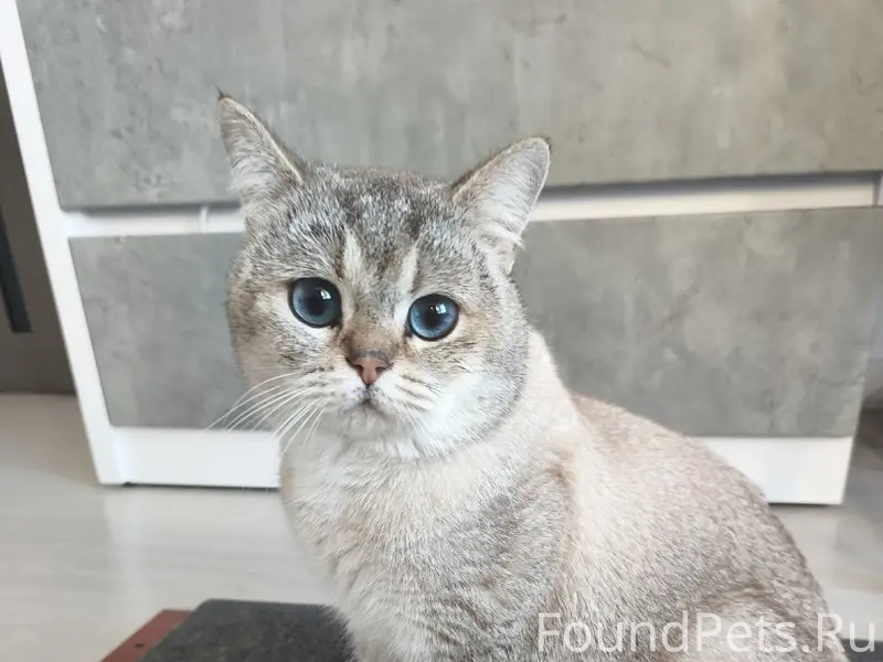 Найден котик, кп Европа (за Ягулом)