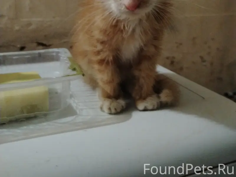 Найден маленький котёнок, Димитрова, 56
