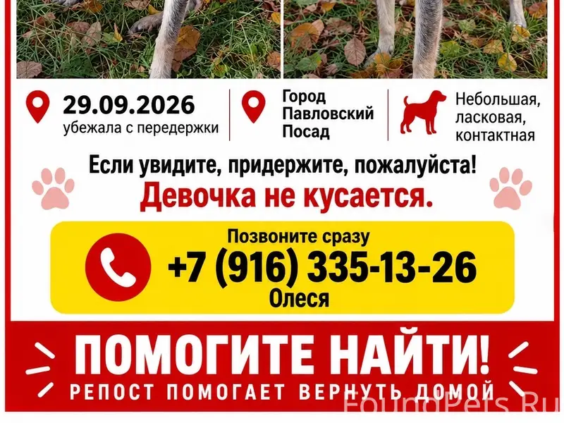 Пропала собака, Павловский Посад