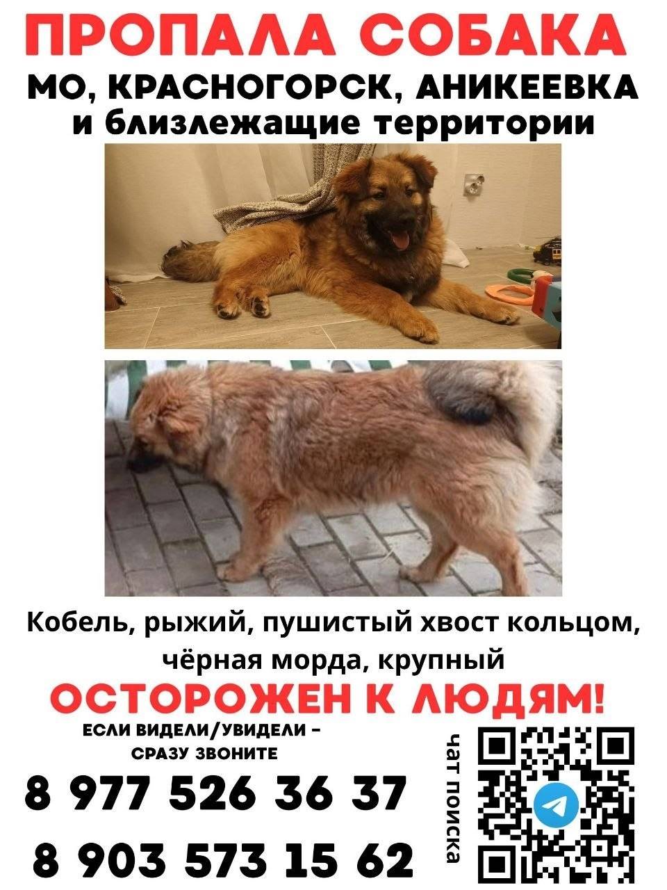 Пропал рыжий кобель, Красногорск