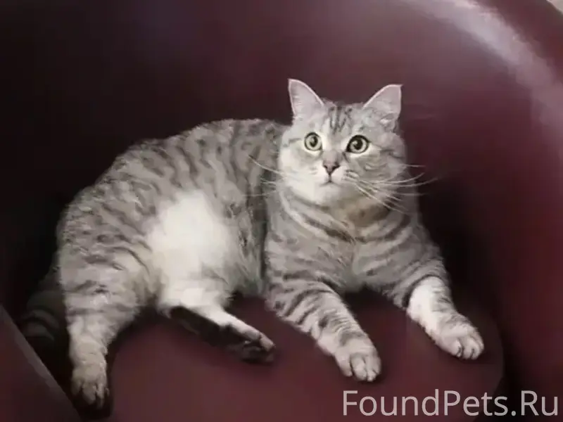 Пропал шотландский кот Сэм, посёлок Отрадное