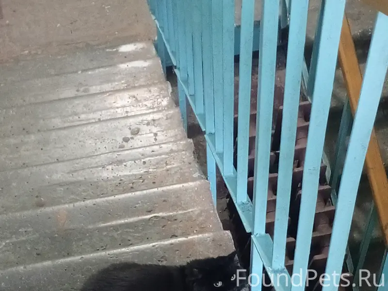 Найден черный кот