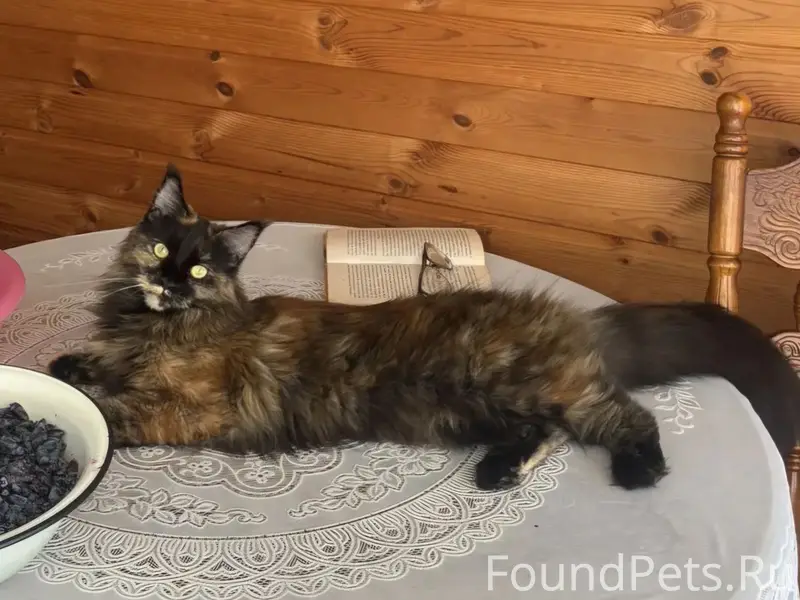Пропала кошка. 