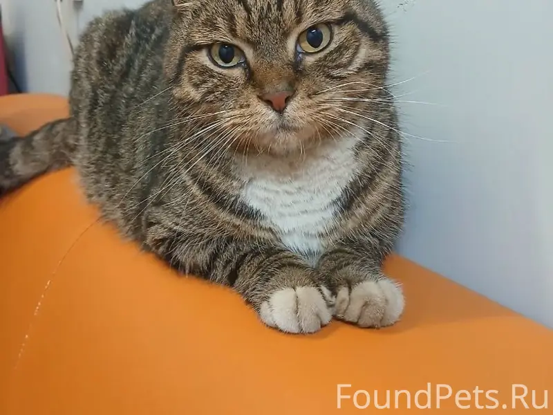 Найден взрослый кот, Мурино