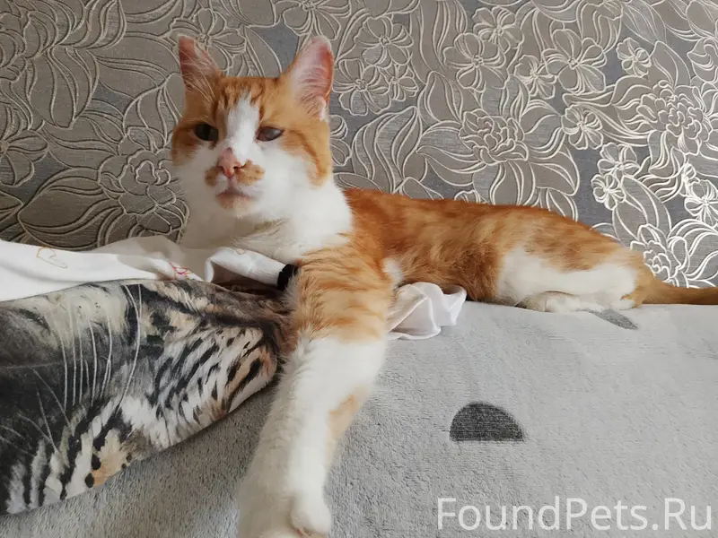 Пропал кот,