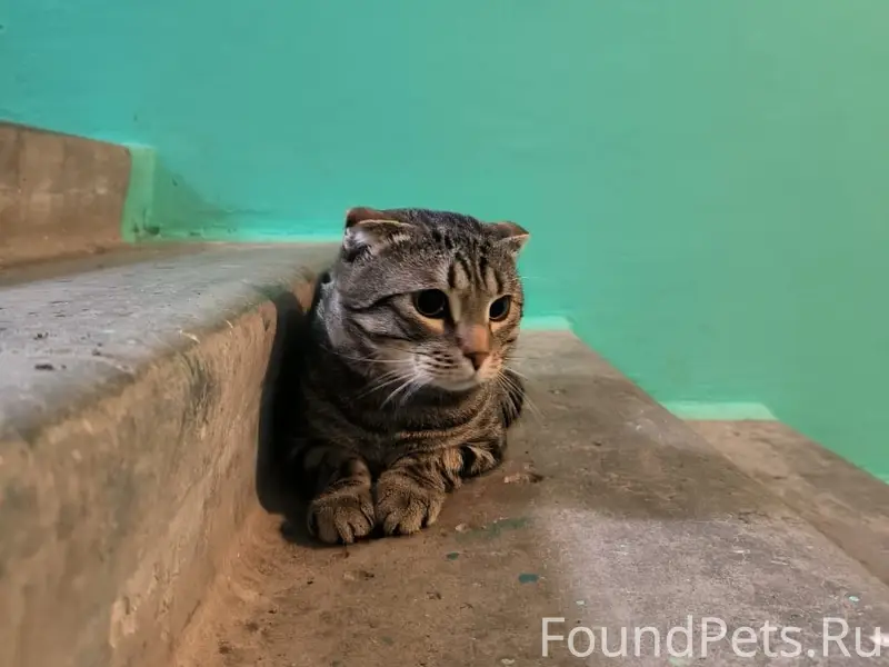 Найден вислоухий кот, Воронеж, юго-западный район