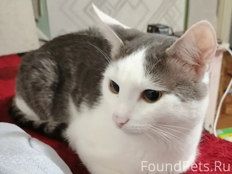 Пропал кот Феликс