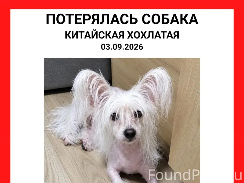 Пропала китайская хохлатая, Колпино