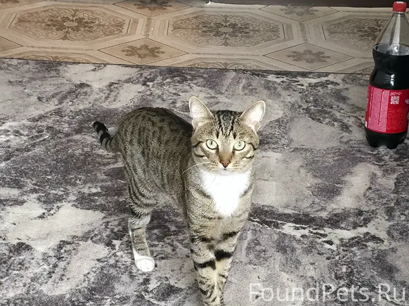 Найден котик окраса Табби, подъезд