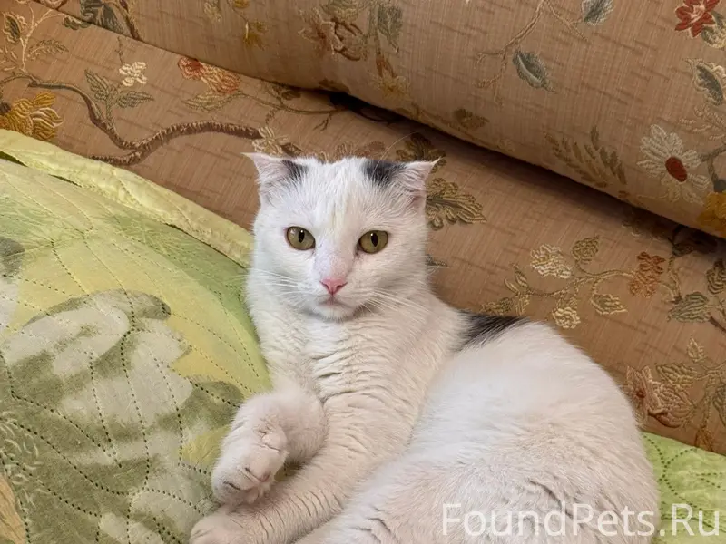 Найдена кошка, Аксай, улица Заводская