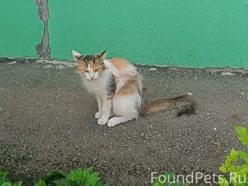 Пропала кошка Муся, с. Октябрьский