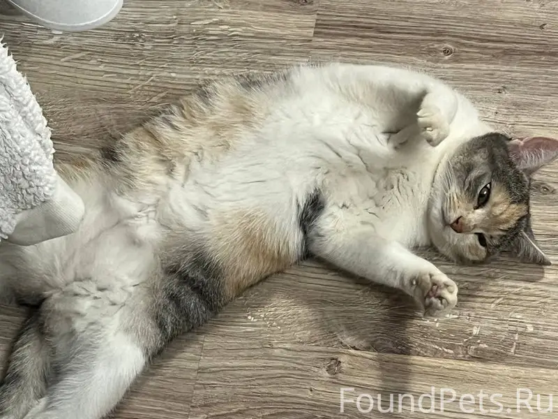 Пропала кошка, район ул. Ивана Булкина