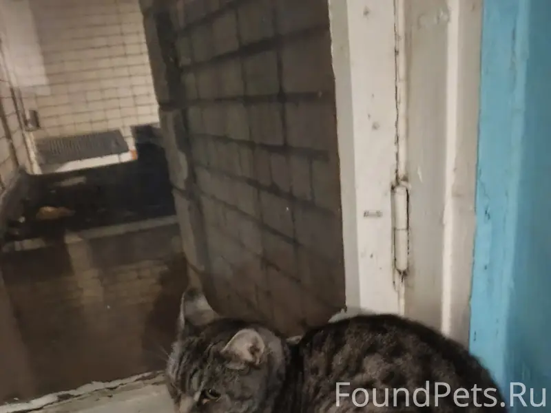 Найдена кошка, Профсоюзная