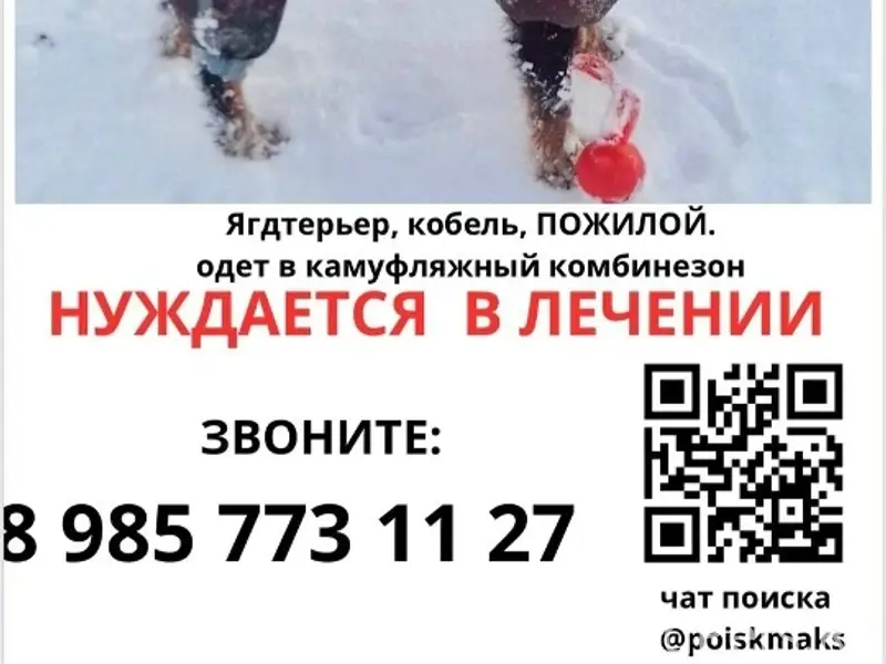 Пропал жесткошерстный ягдтерьер Макс, Москва