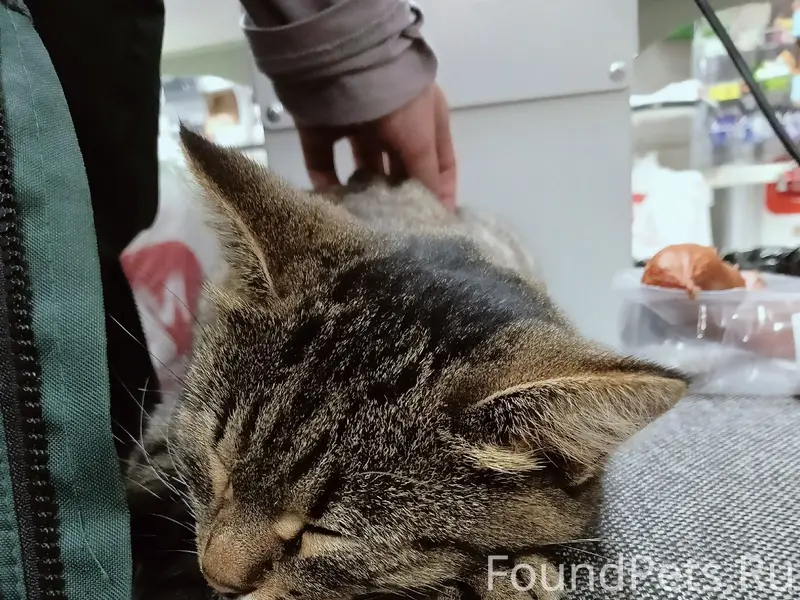 Найдена кошка, Ульянова 6, 'Магнит'