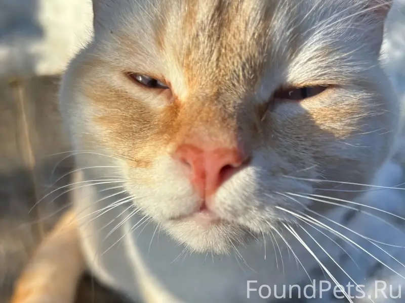 Пропал кот Феликс
