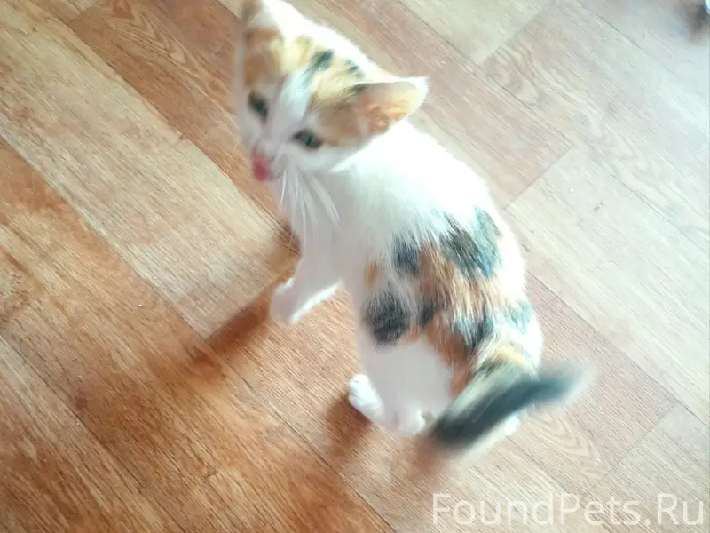 Найден котенок девочка, Куйбышевский район, Самара