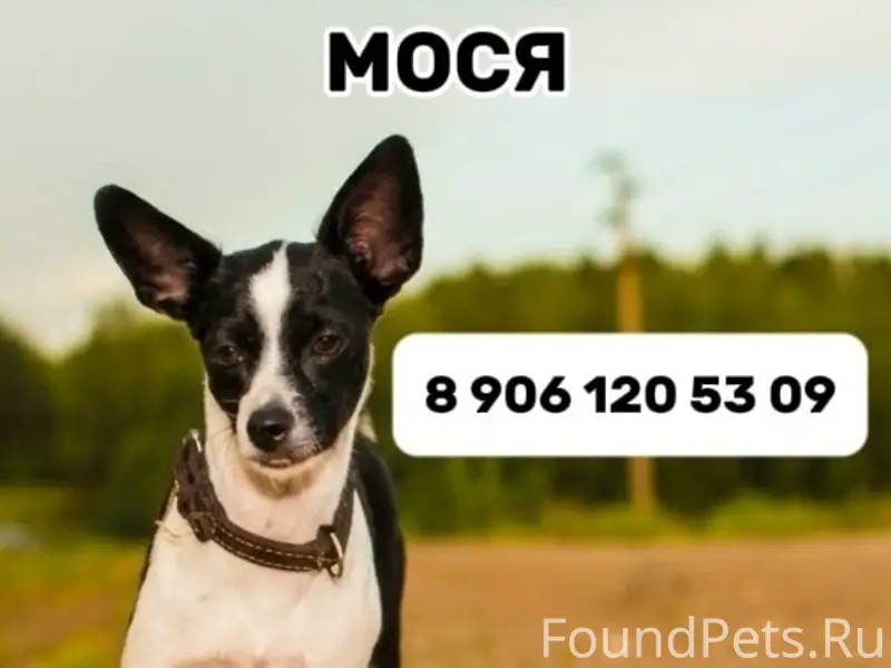 Пропала маленькая черно-белая собака, район роддома