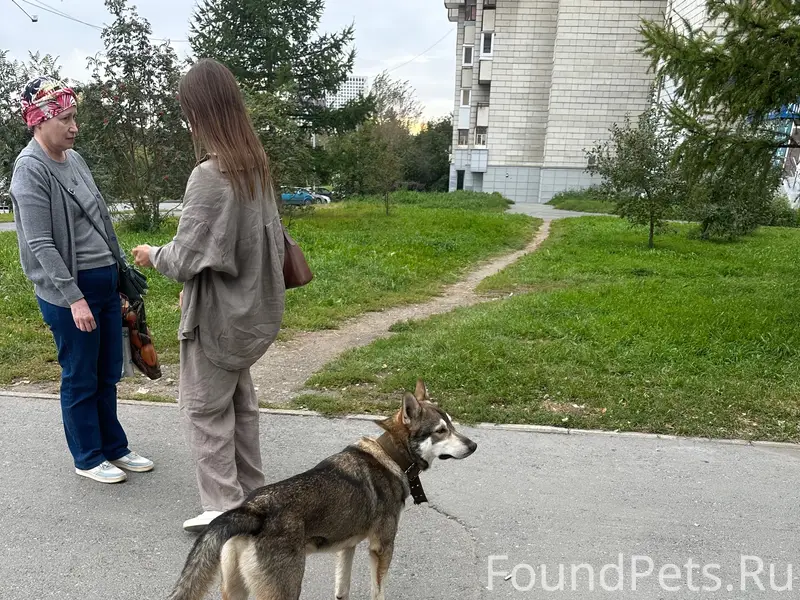 Найден серый пёс, Екатеринбург, Виз