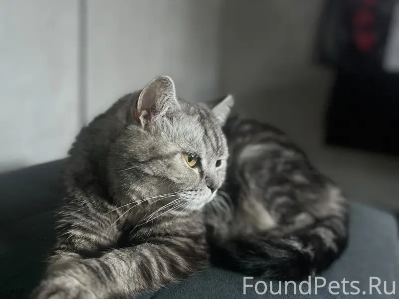 Пропала кошка Мотильда, Сыктывкар, микрорайон Давпон
