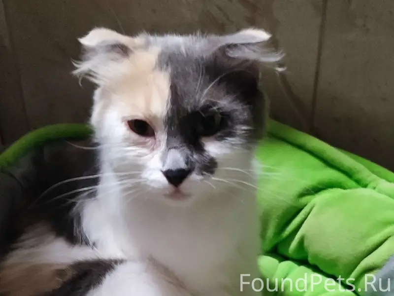 Найдена кошка, Шопино