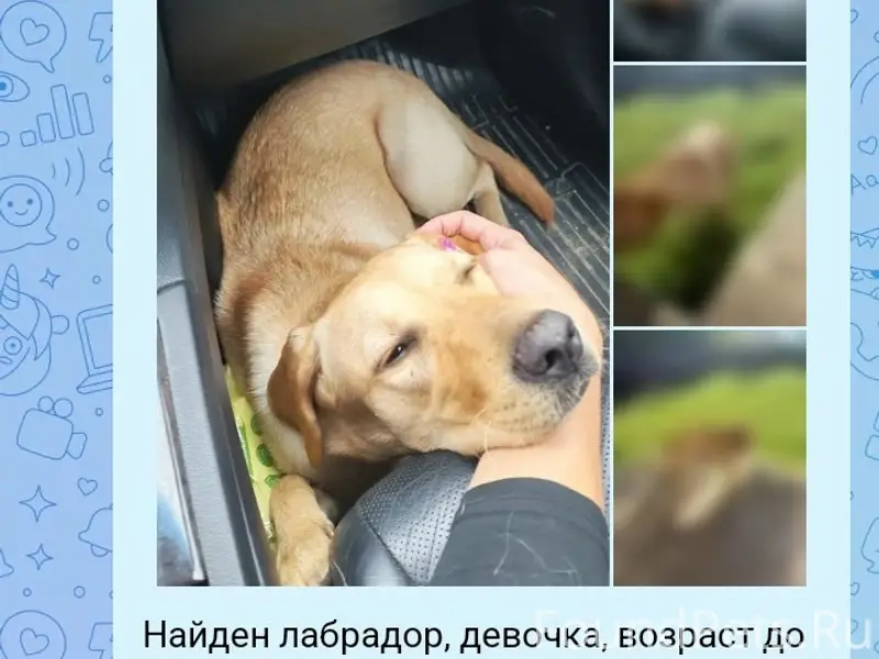 Найден тип собака, место не указано