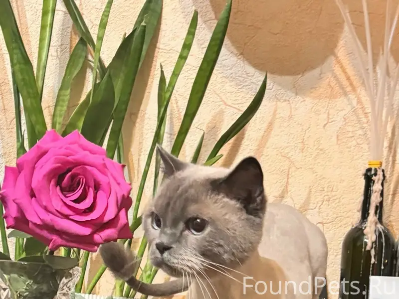 Найдена домашняя кошка, Заневский парк