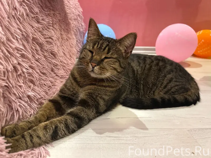 Найден кот, Великий Новгород
