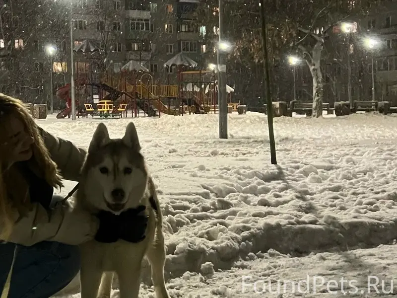 Пропала хаски Горда, Скобелево — Хомяково