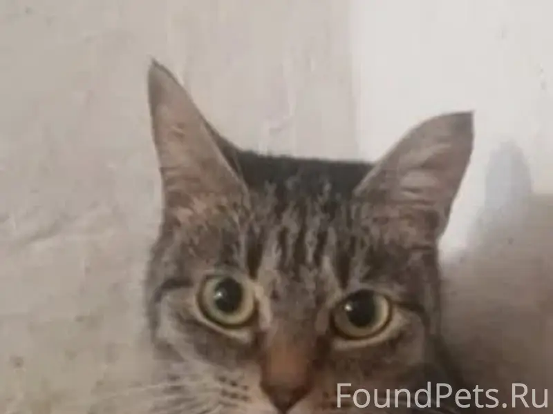 Пропала кошка Клара
