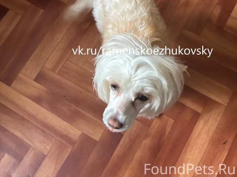 Пропала китайская хохлатая Белла