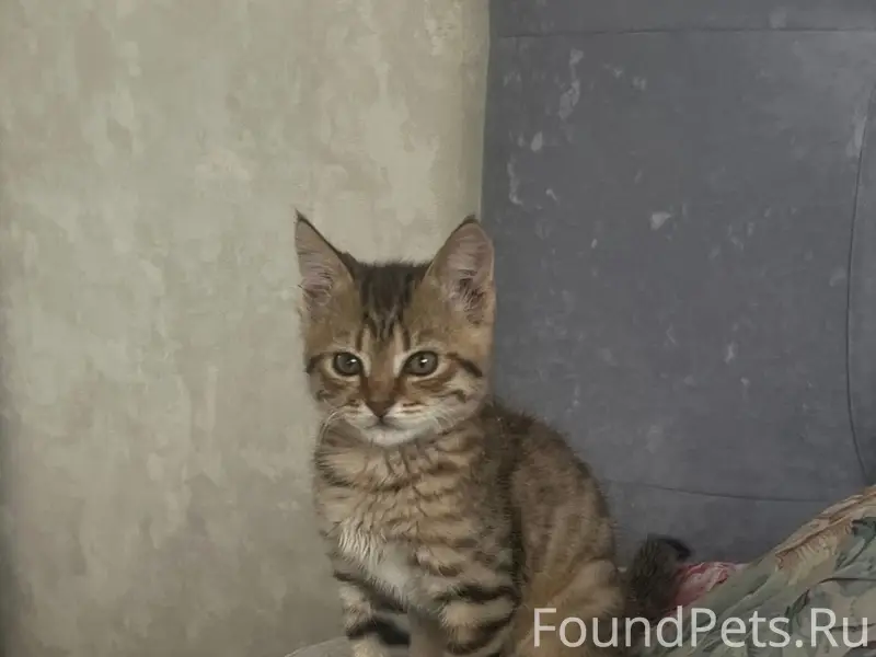 Пропал котёнок мальчик, Том или Тоша, Ульяновка