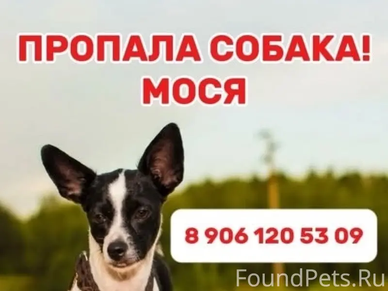 Пропала собака Мося, Казань