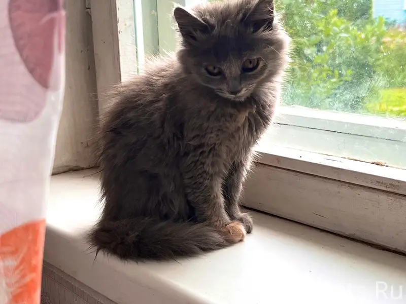 Найдена кошка, [место не указано]