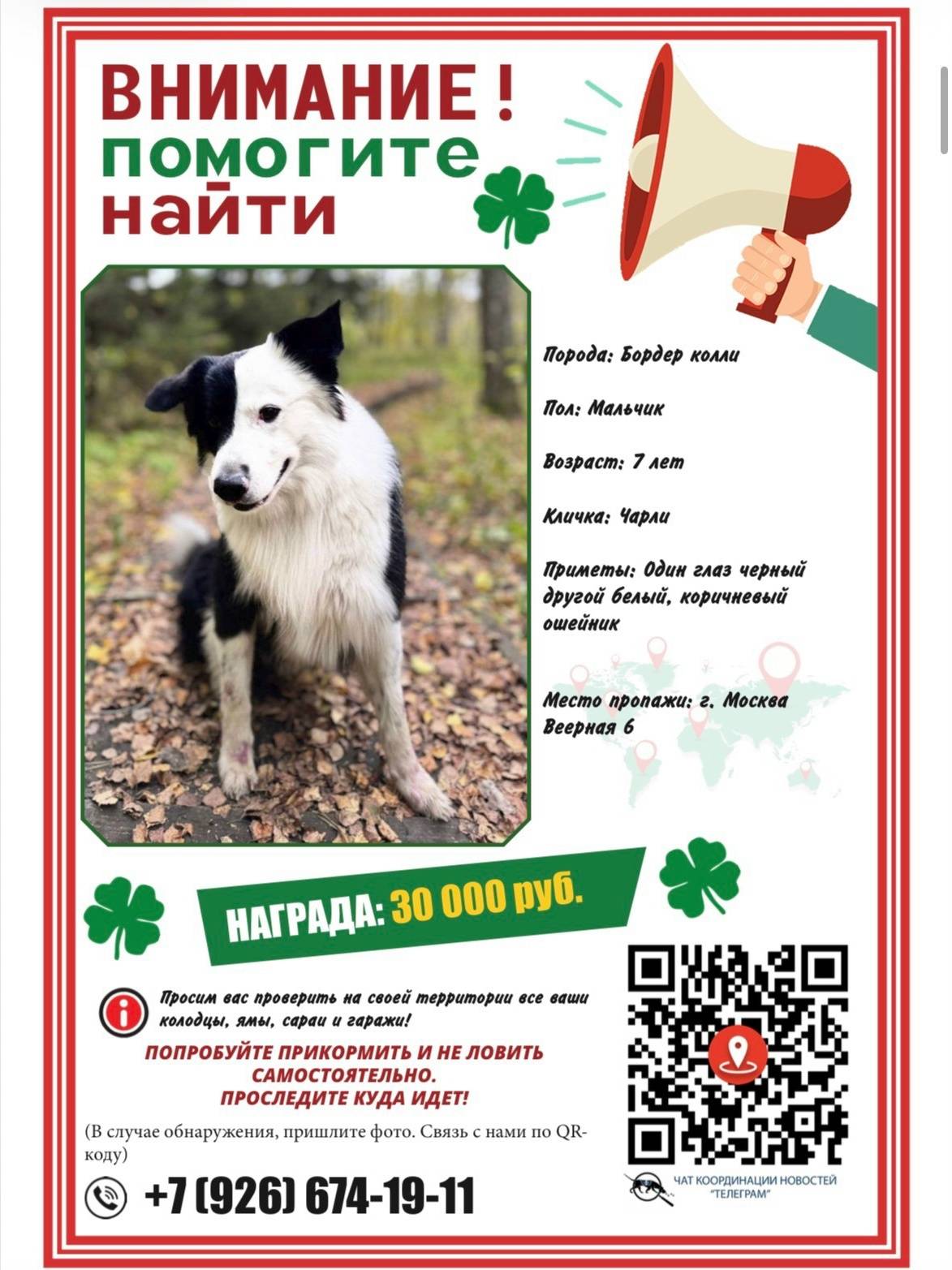 Пропал бордер колли Чарли, Москва