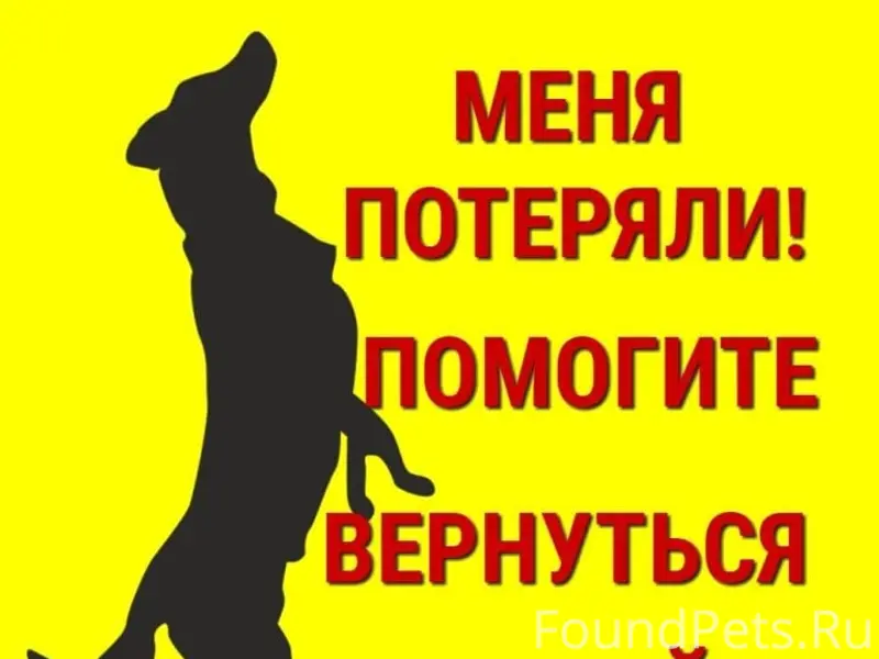 Пропала йоркширский терьер Яна, перекрёсток Ленина-Комсомольская