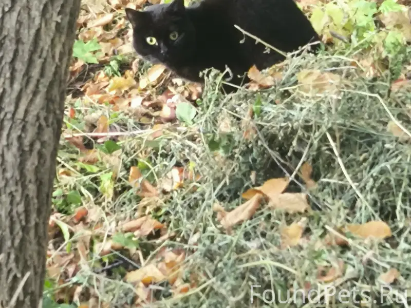 Найдена кошка, Красная Глинка