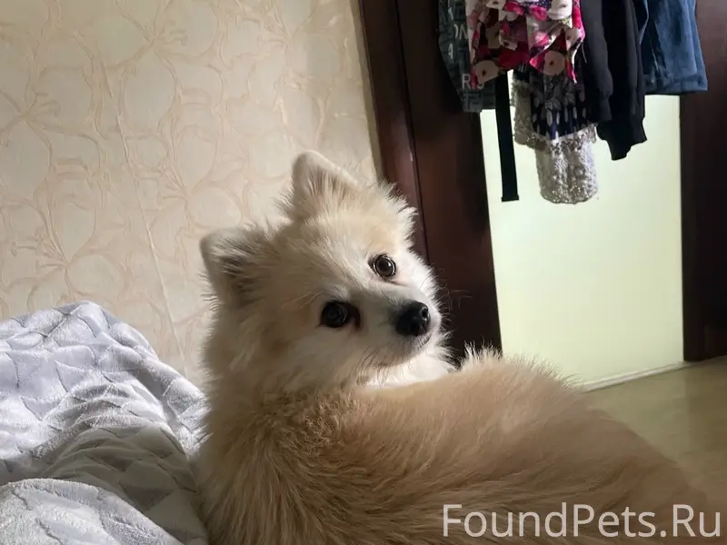 Пропала собака Умка, около села Винновка