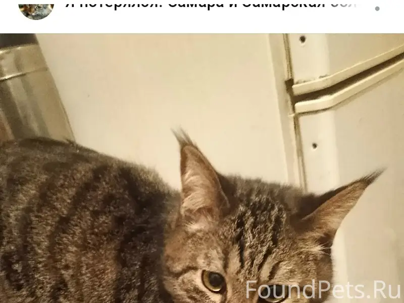 Пропал кот Стёпа, Самара
