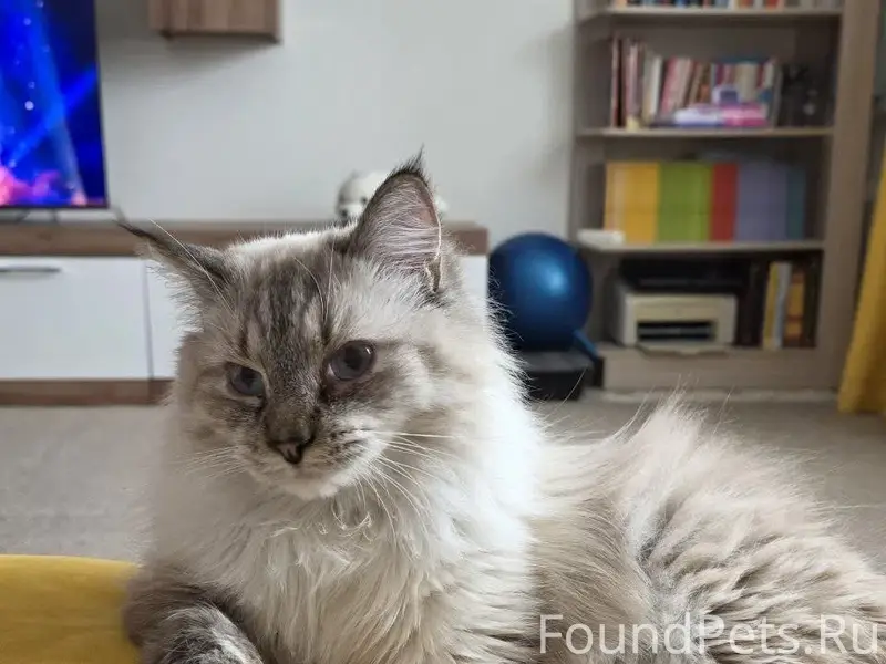 Пропал кот, микрорайон Южный