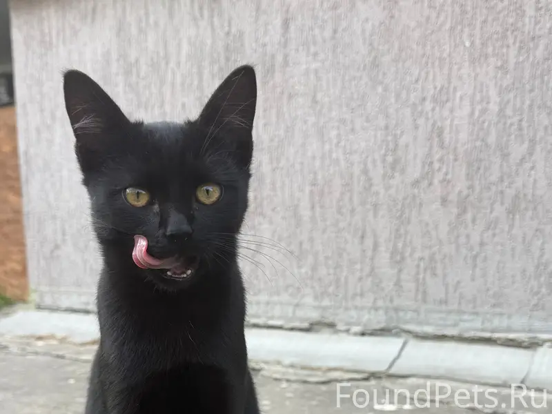 Найден котёнок, похож на пантеру