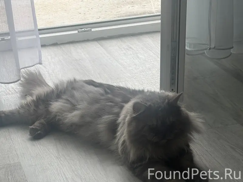 Найден котик, г. Октябрьский