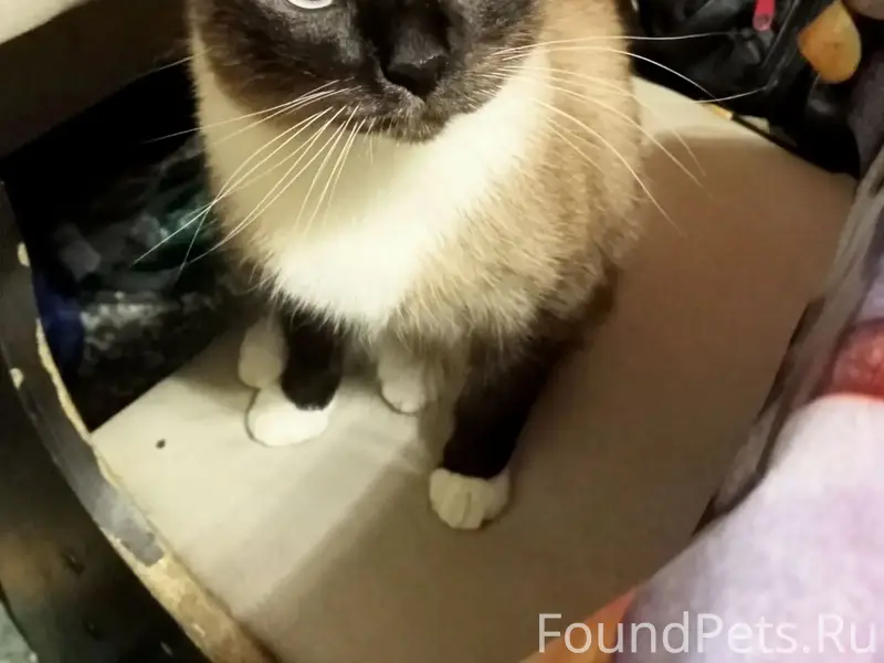 Пропала кошка, 6 зона, садоводство Кировец