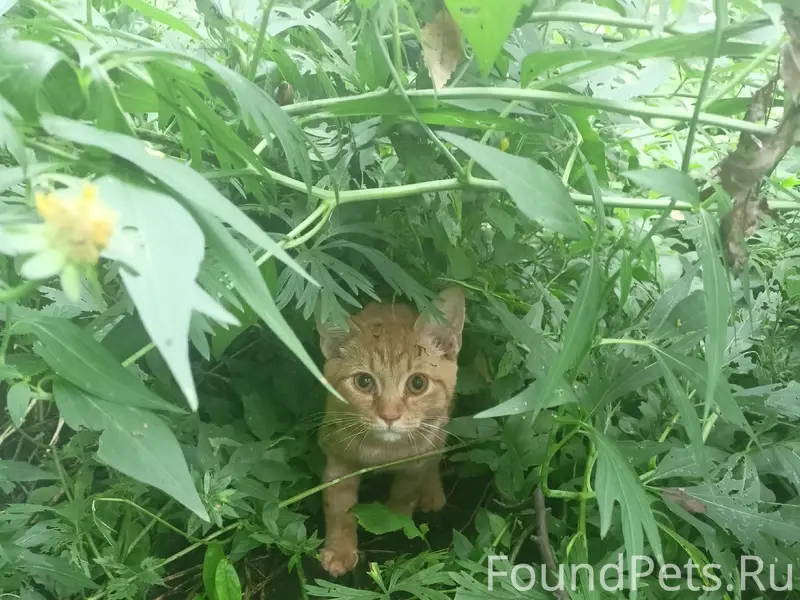 Найден рыжий котёнок, улица Хромова